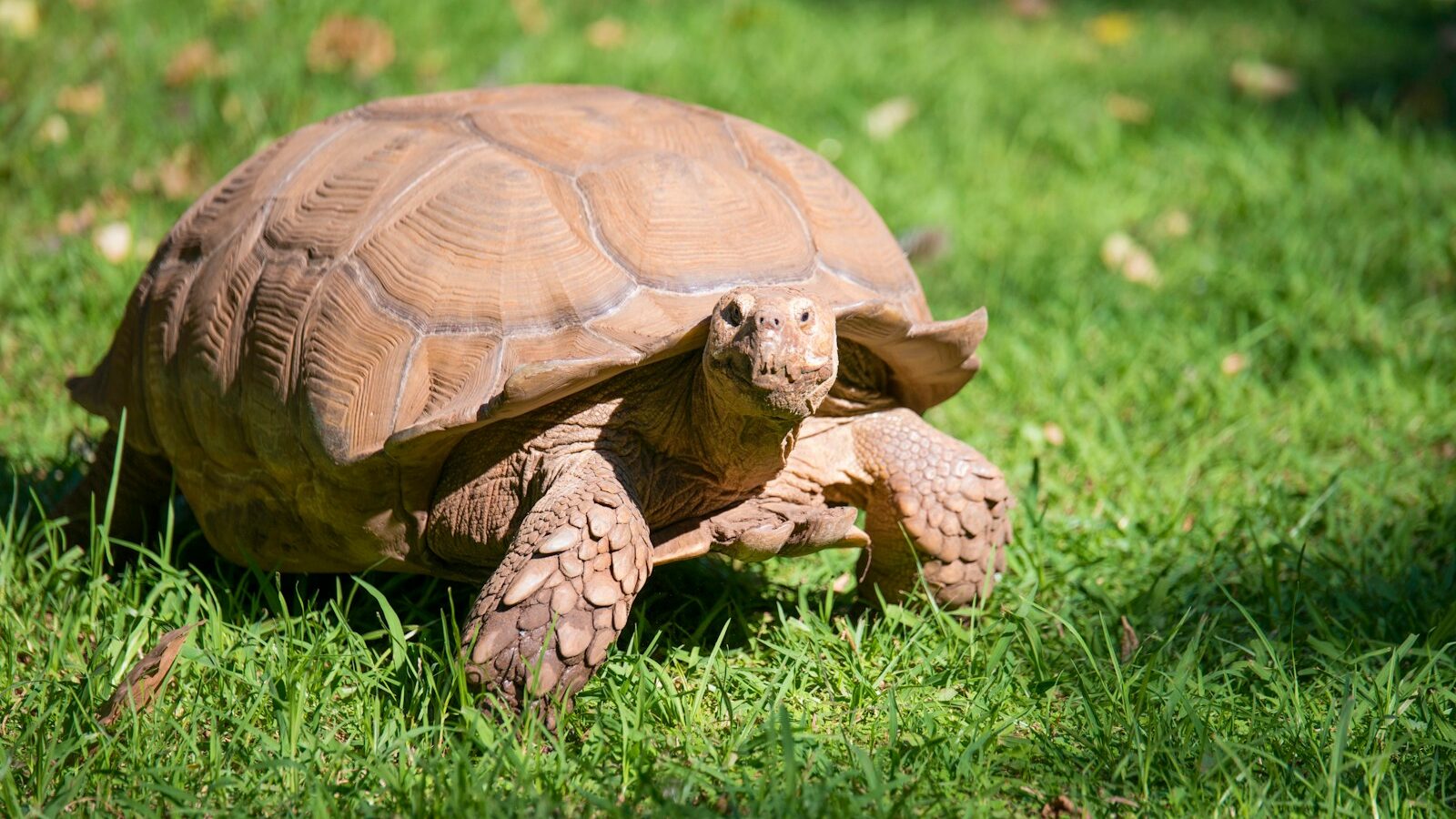Close-up of a tortoise with sturdy legs and a domed shell walking on vibrant green grass.