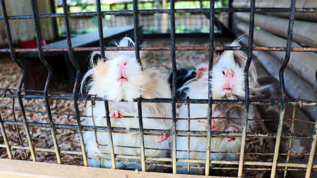 a couple of small white and black Guinea pigs in a cage