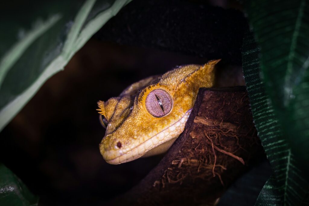 brown and white lizard on brown wood
