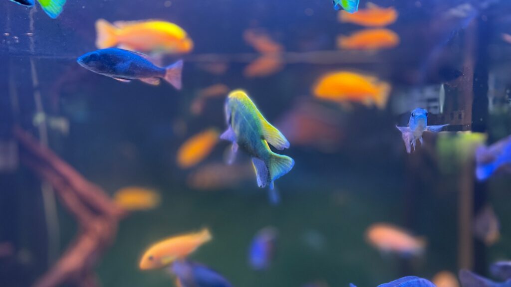 A vibrant freshwater aquarium filled with colorful fish swimming among driftwood.