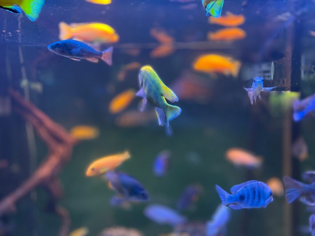 yellow and blue fish in water