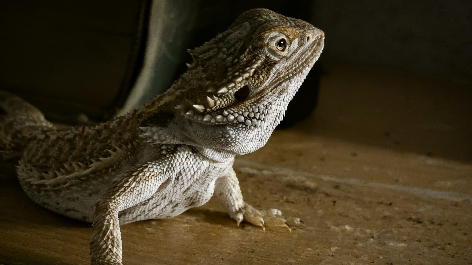 brown and gray bearded dragon on brown wooden surface