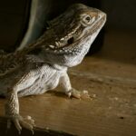 brown and gray bearded dragon on brown wooden surface