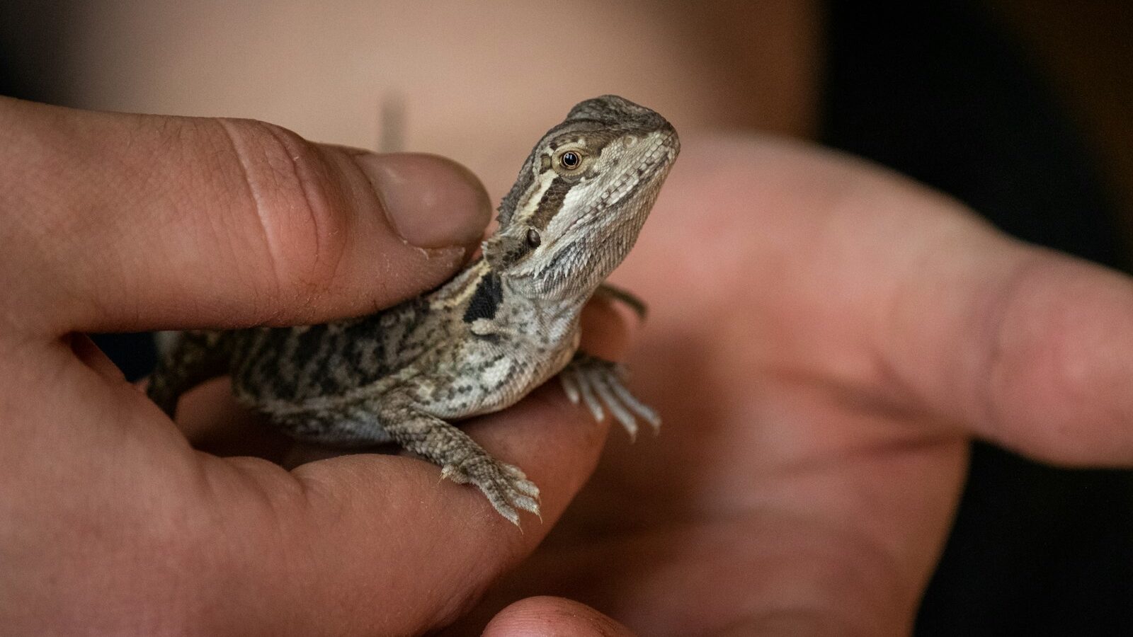 gray lizard on focus photography