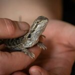 gray lizard on focus photography