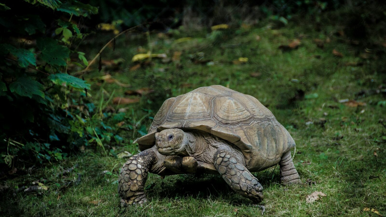 gray tortoise walking on green grass field
