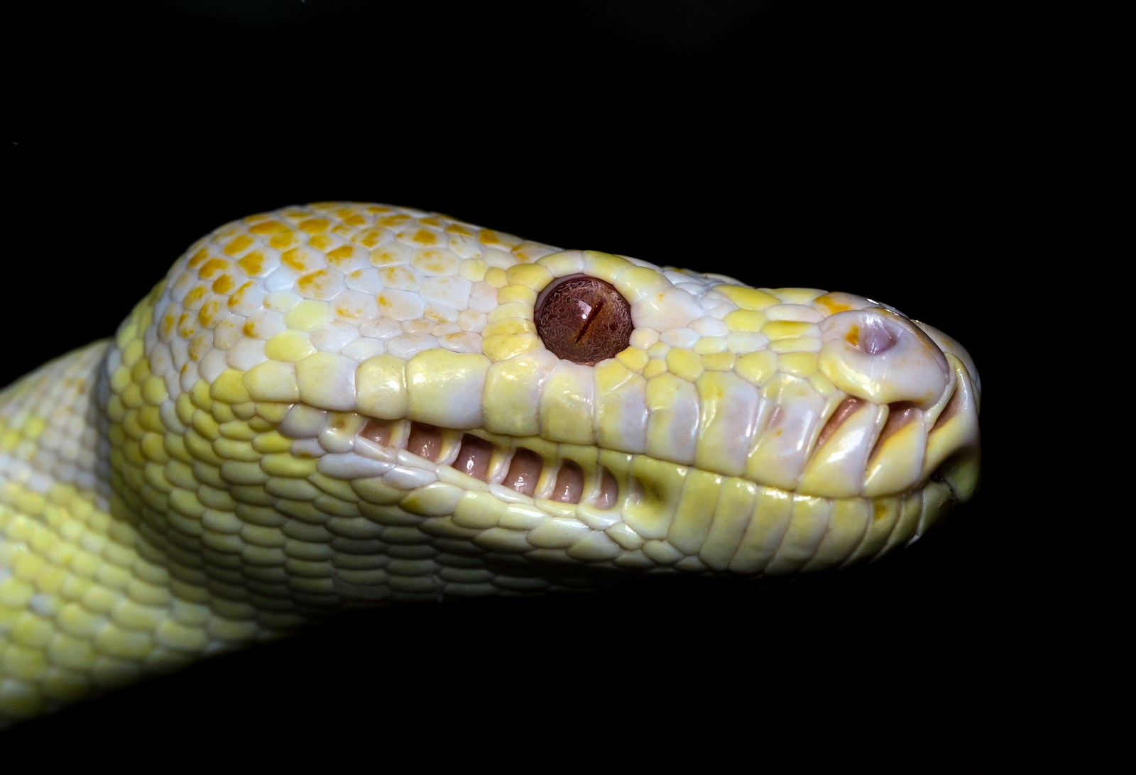 yellow and white ball python on black background