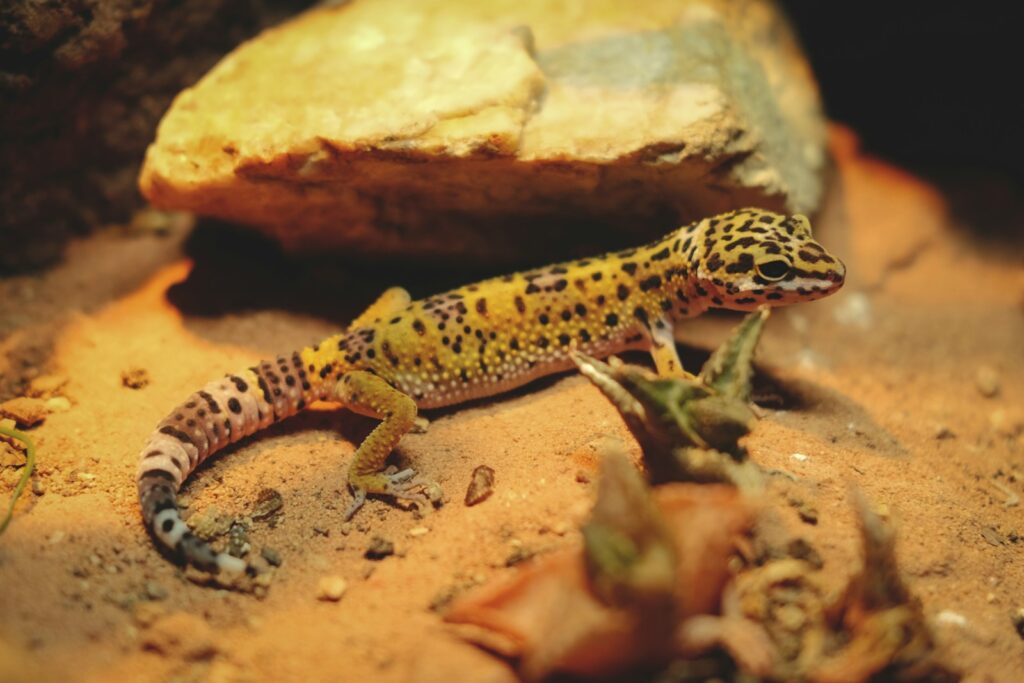 a gecko is sitting on a rock in the dirt