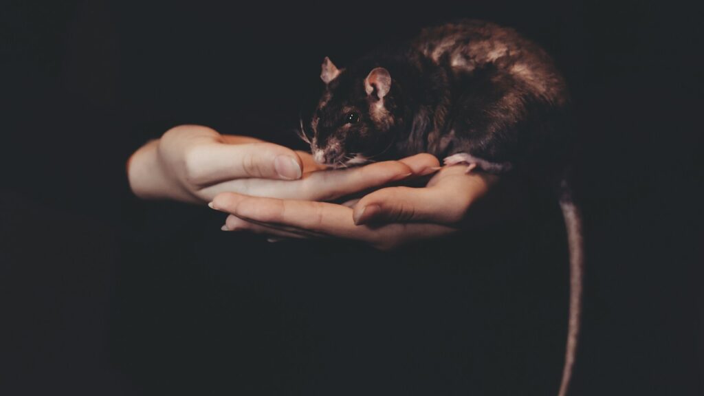 Close-up of a brown rat resting in cupped hands.