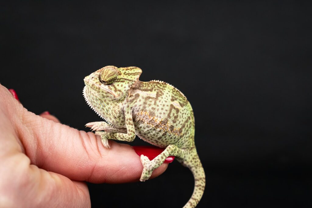 A person holding a small chamelon in their hand