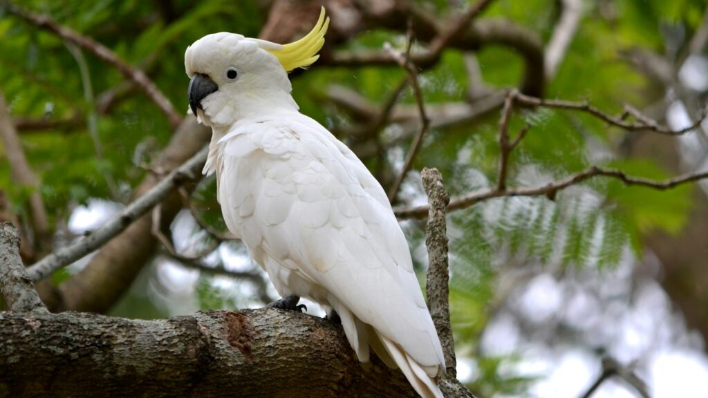 A white cockatoo with a prominent yellow crest, perched on a tree branch in a natural outdoor setting.