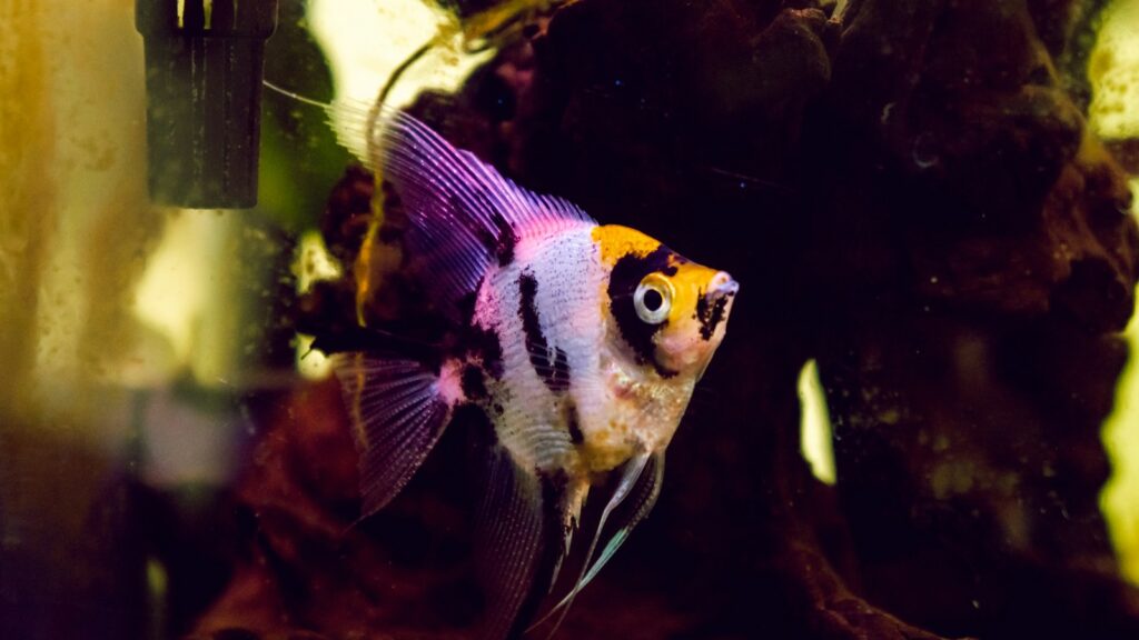 A silver and white angelfish with black vertical stripes and long, flowing fins.