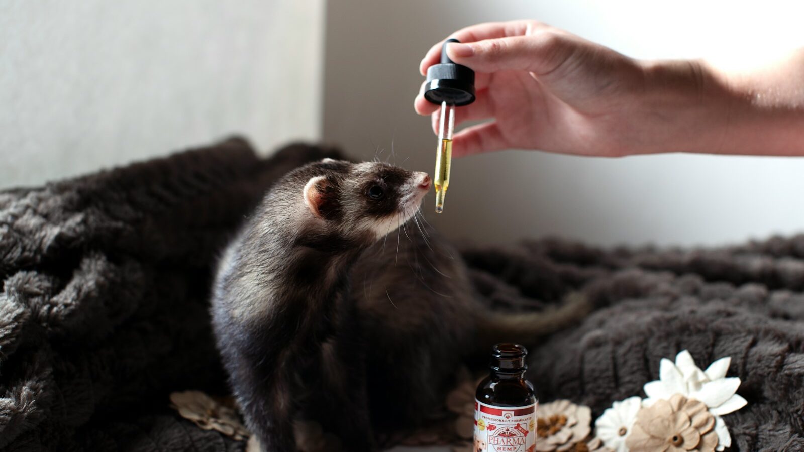 person feeding ferret