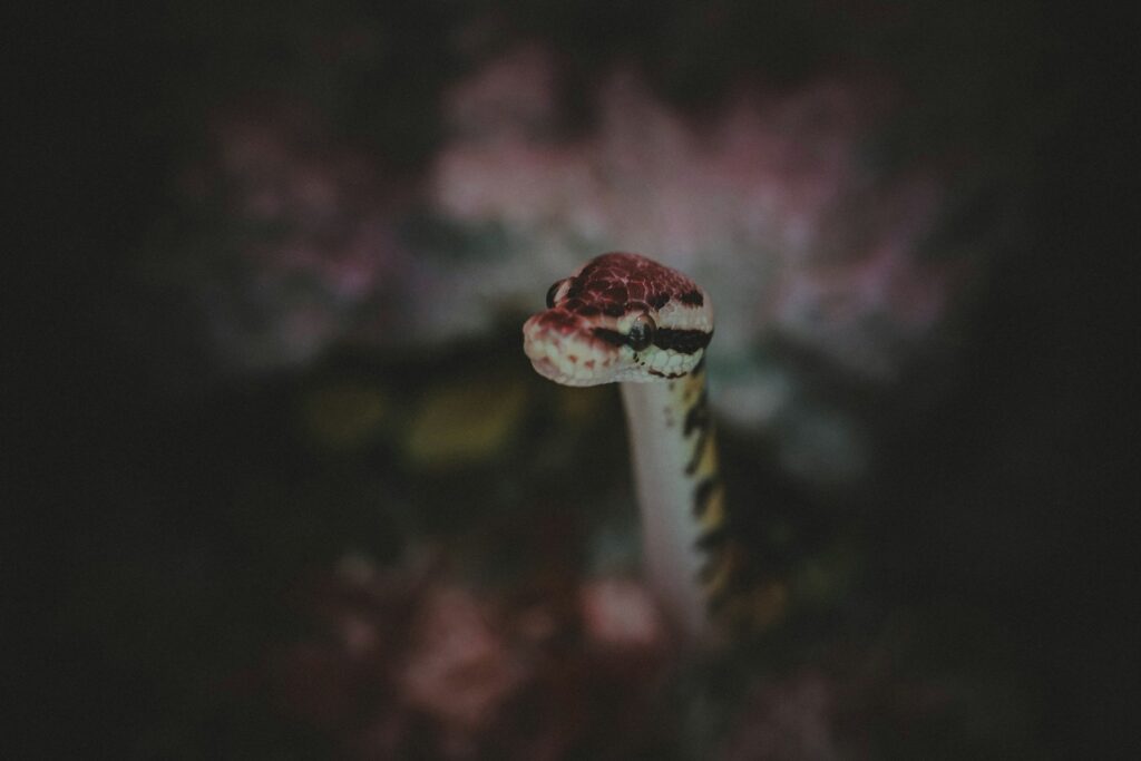 Ball Python snake in enclosure