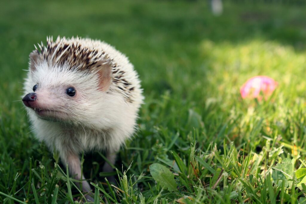 a hedgehog walking through the grass with a ball in the background