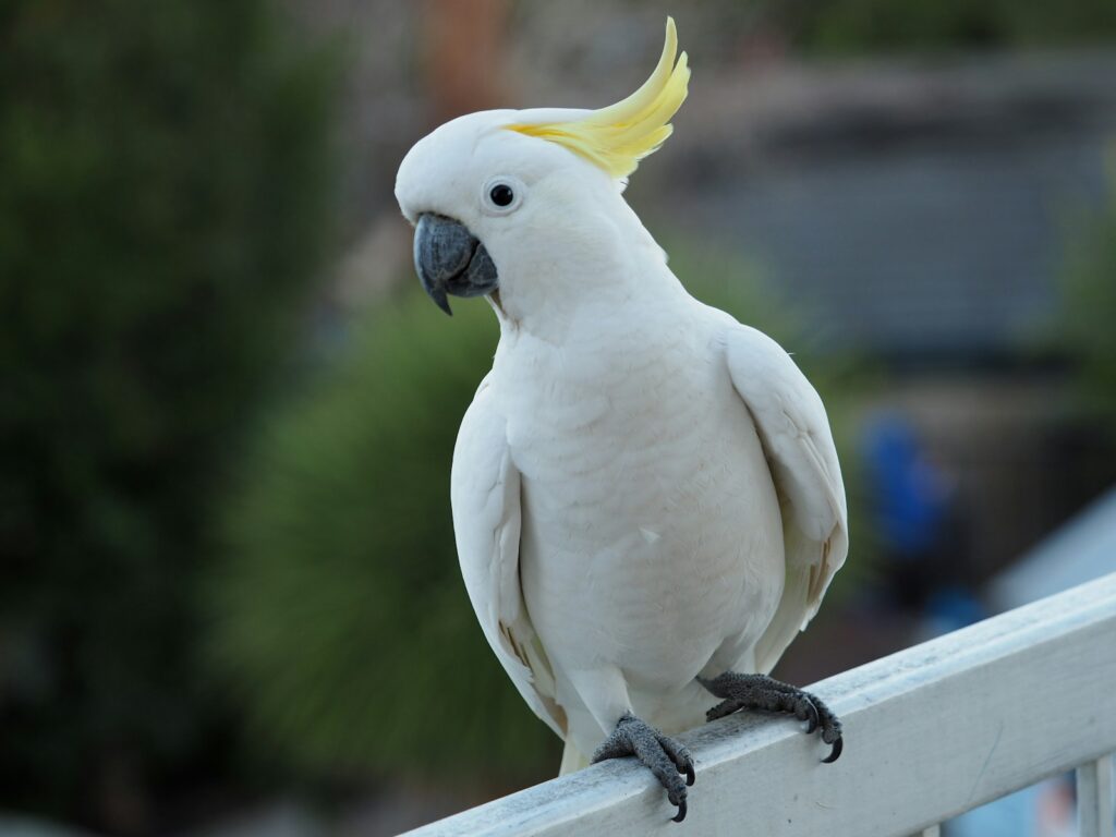 white cockatoo on black metal bar