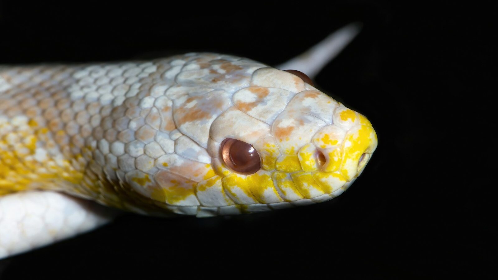 a close up of a yellow and white snake