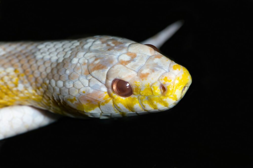 Understanding Corn Snake Behavior and Body Language