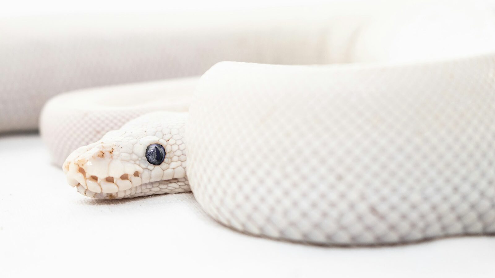 white and brown snake on white surface