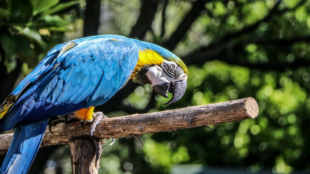 Blue parrot perched on a wooden branch in an outdoors setting.