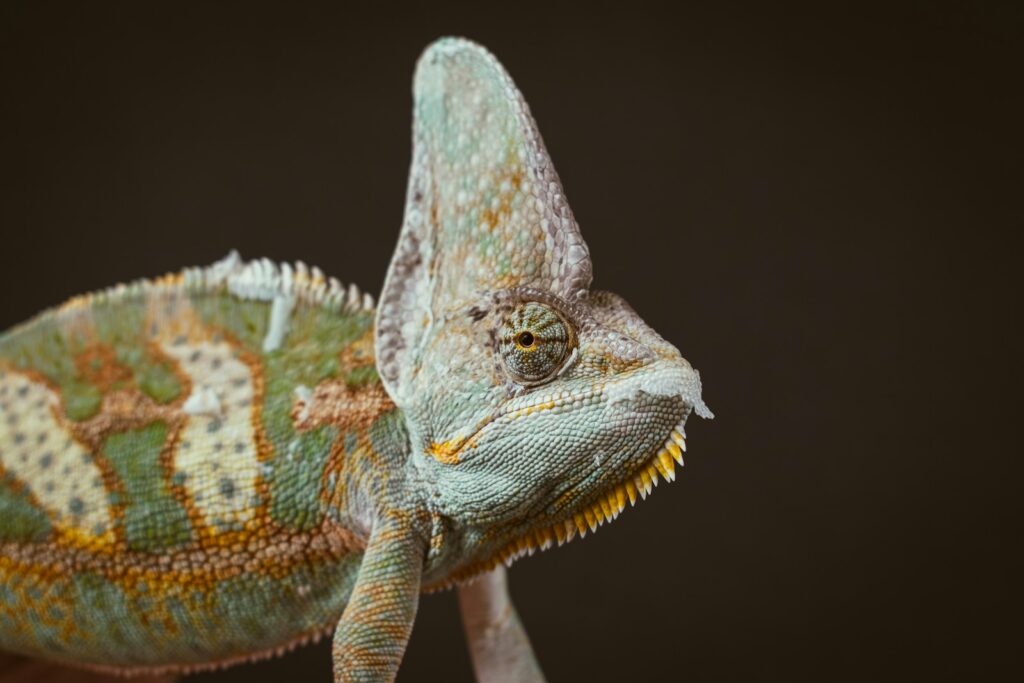 A close up of a chamelon on a branch
