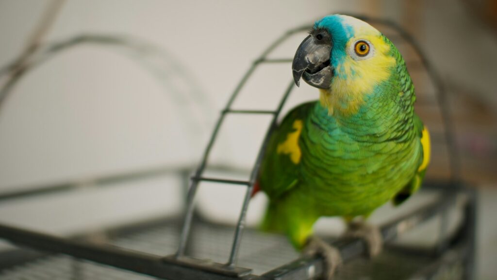 A vibrant green Amazon parrot with a blue and yellow head perched on a cage.
