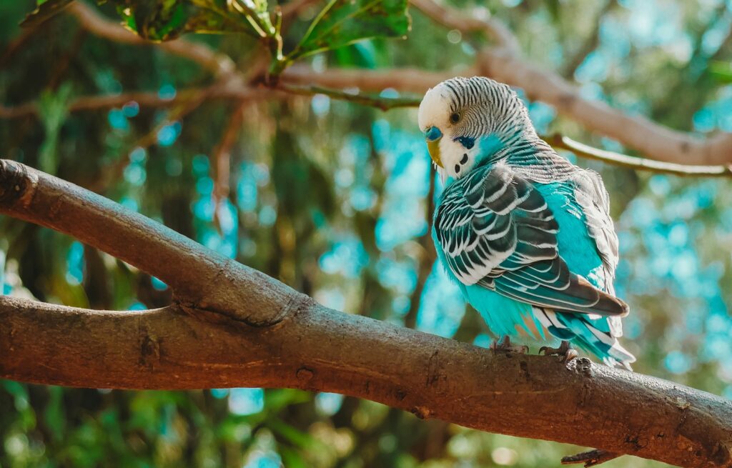 blue, black, and white budgerigar bird on tree