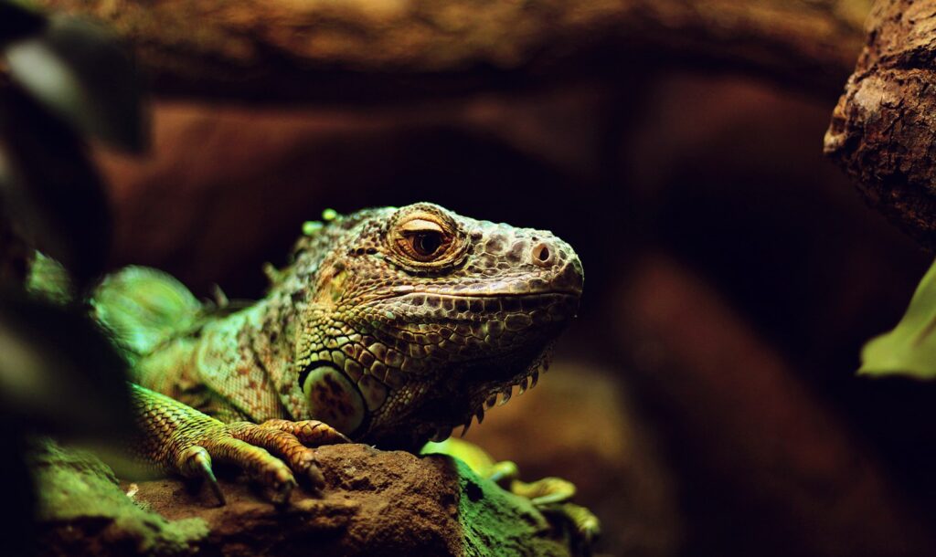 Understanding Your Lizard's Natural Habitat