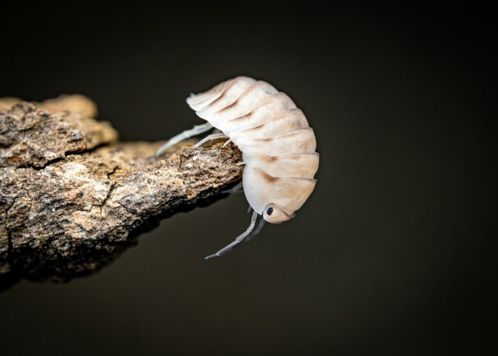 A white bug crawling on a tree branch