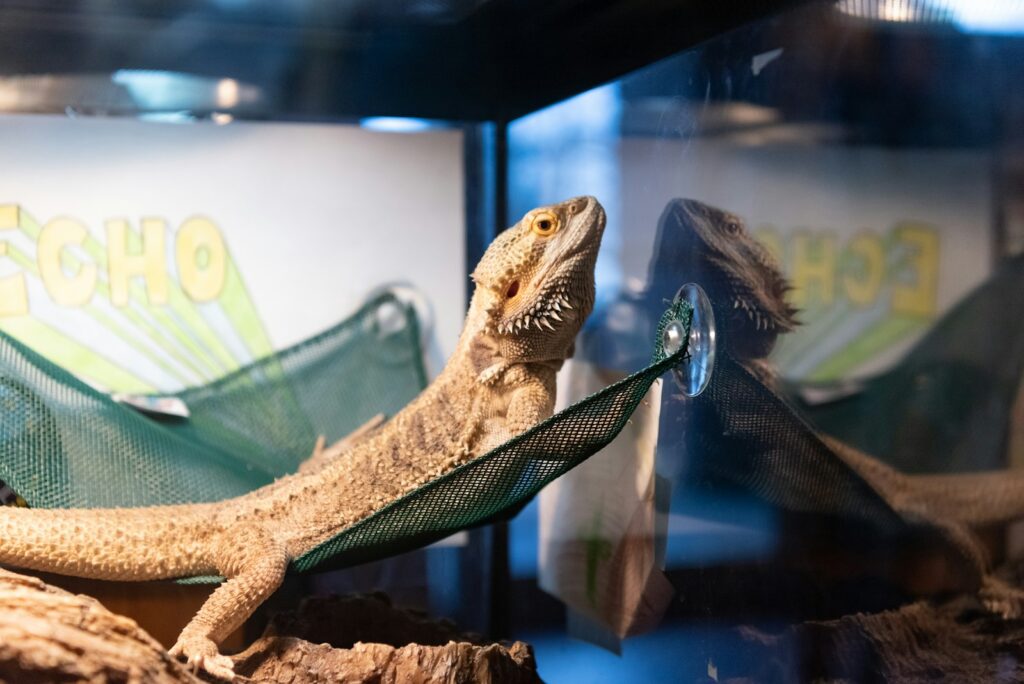 a lizard is sitting on a hammock in a glass case