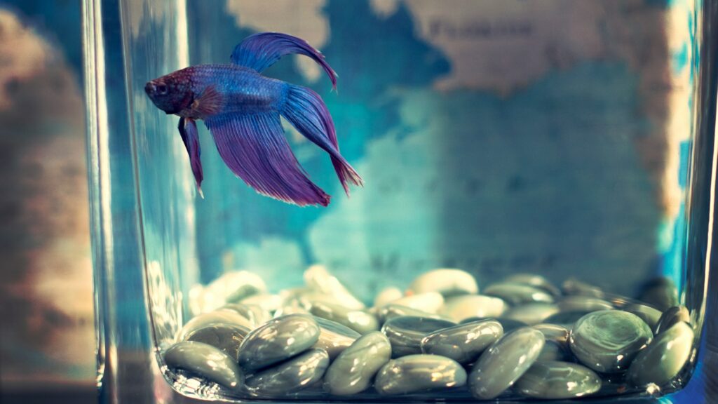 A Betta fish with blue and purple flowing fins swimming near the bottom of a glass aquarium with grey stones.