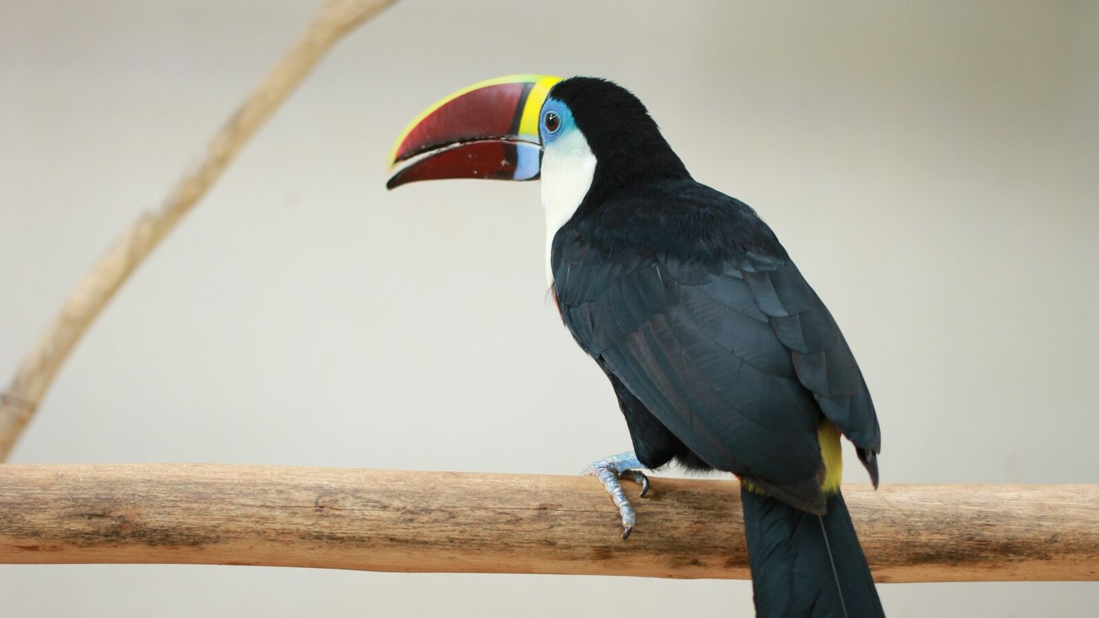red long beak bird on steam