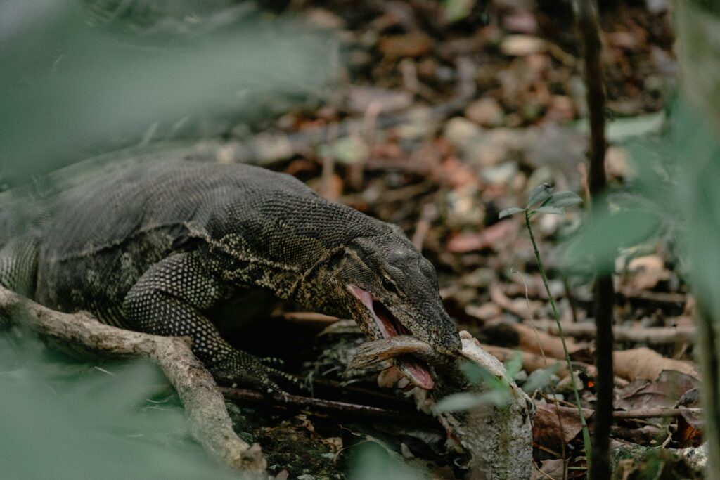 A large lizard laying on top of a leaf covered ground
