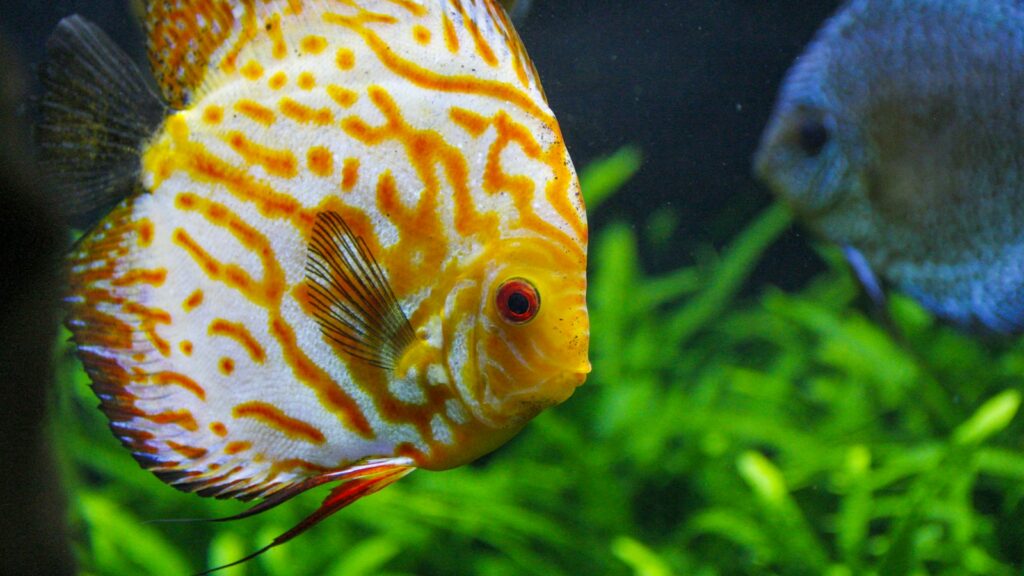 Close-up of a small fish with orange and white markings swimming near green plants.
