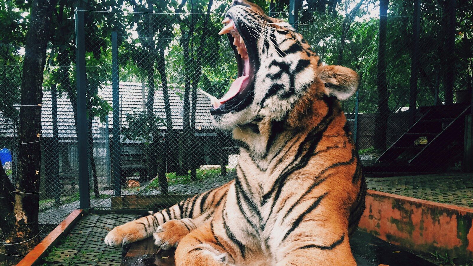 roaring tiger inside zoo during daytime
