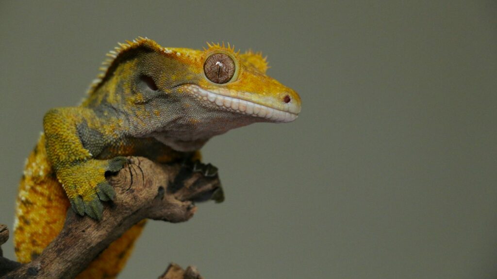 Close-up of a Crested Gecko's head, highlighting its large, expressive eyes and characteristic fringed scales.