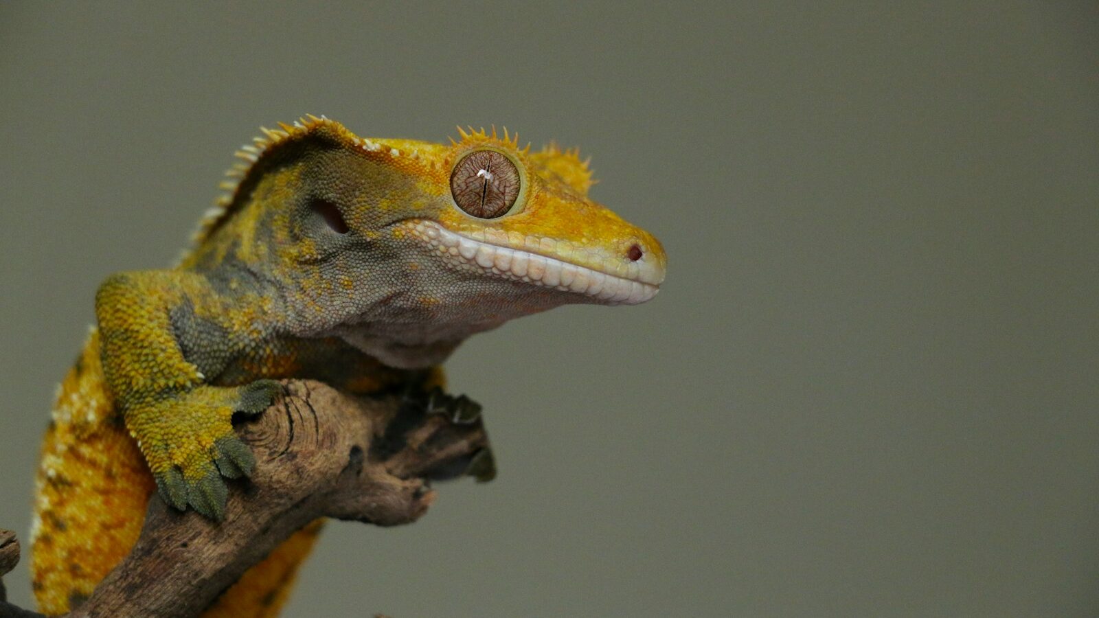 green and yellow crested gecko on brown wood