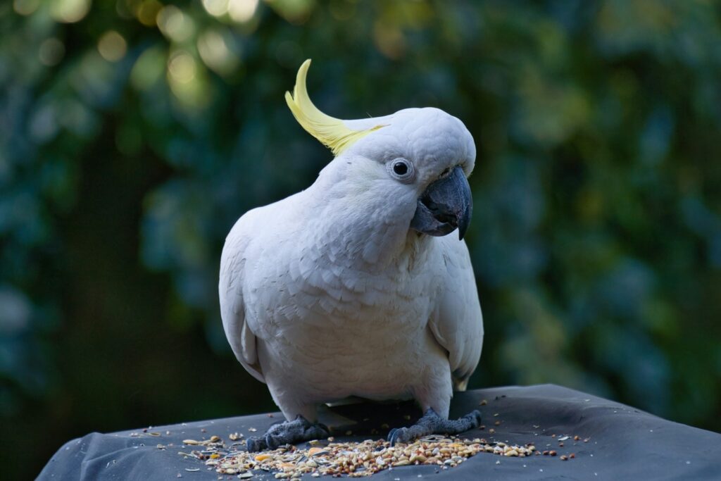 selective focus photography of white cockatoo during daytime