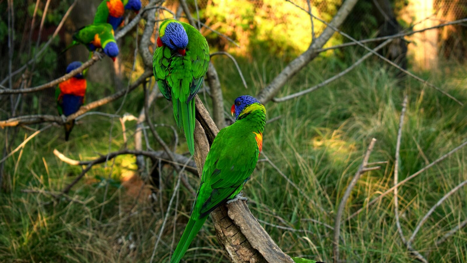 green birds on focus photography