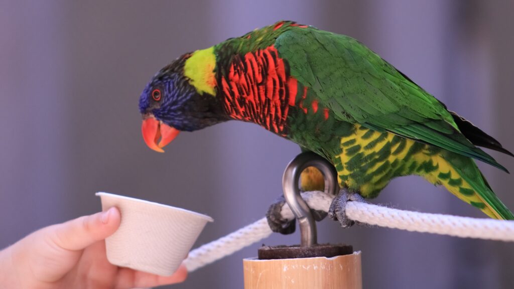 Close-up of a Rainbow Lorikeet, showcasing its brilliant array of colors as it interacts with a small white cup held out by a human hand.