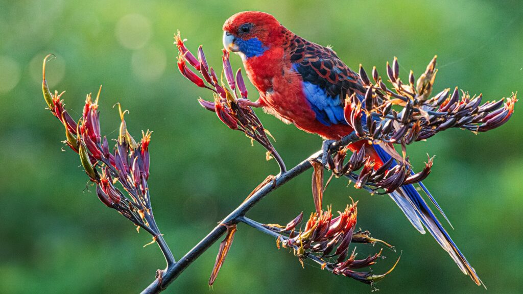 Crimson Rosella showcasing its striking red and blue plumage while perched on a branch.