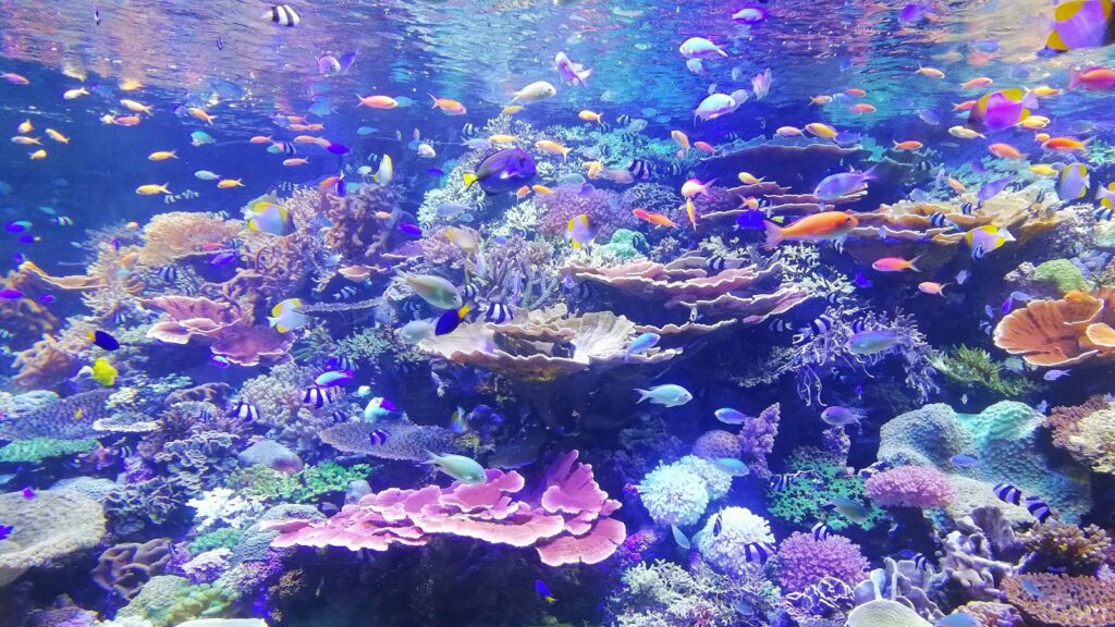 A vibrant and thriving coral reef ecosystem, teeming with colorful fish and diverse coral formations.