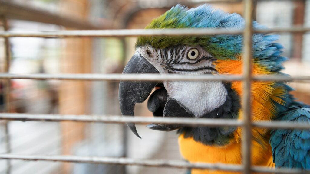 Colorful macaw with blue, yellow, and green feathers behind cage bars.