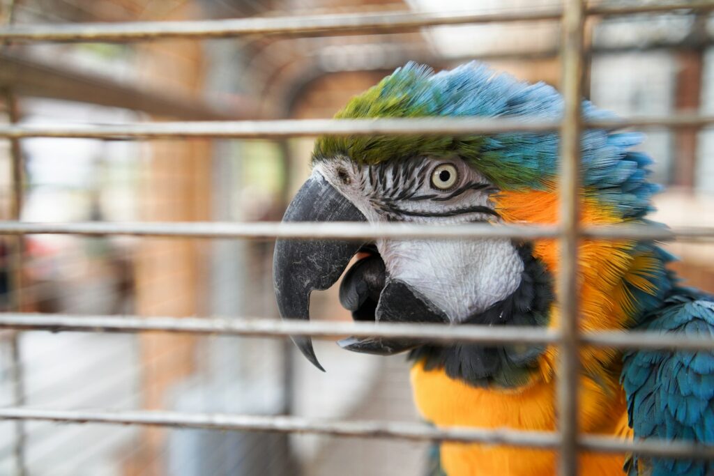 Macaw with a blue and orange head