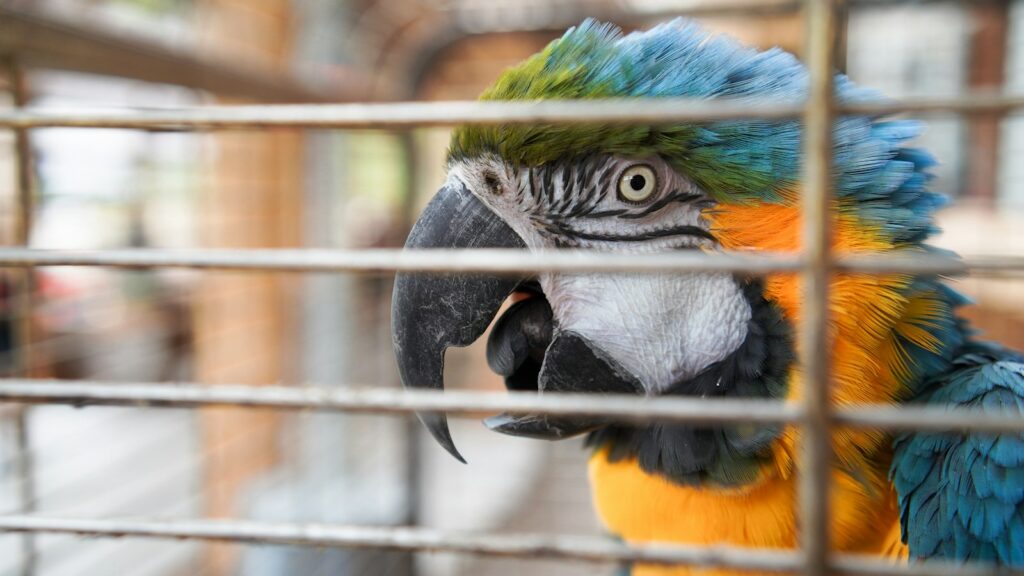 A vibrant Blue-and-yellow Macaw looking out from inside a metal cage.