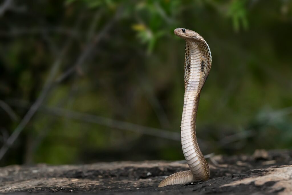 a brown cobra on the ground near a tree
