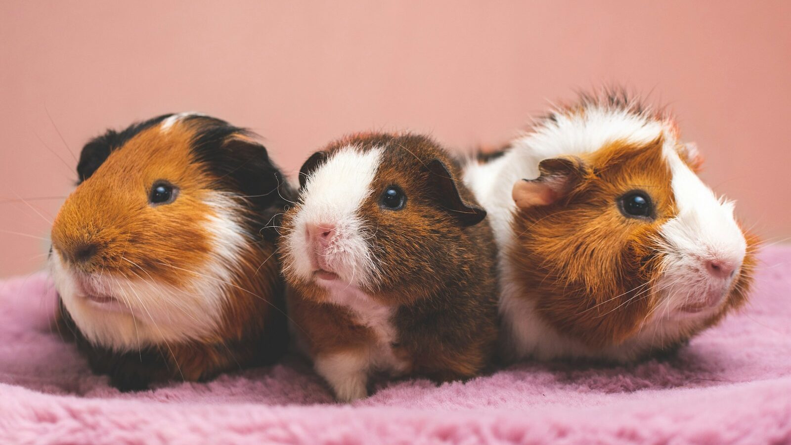 Three cute guinea pigs with different color combinations sitting on a soft pink surface.