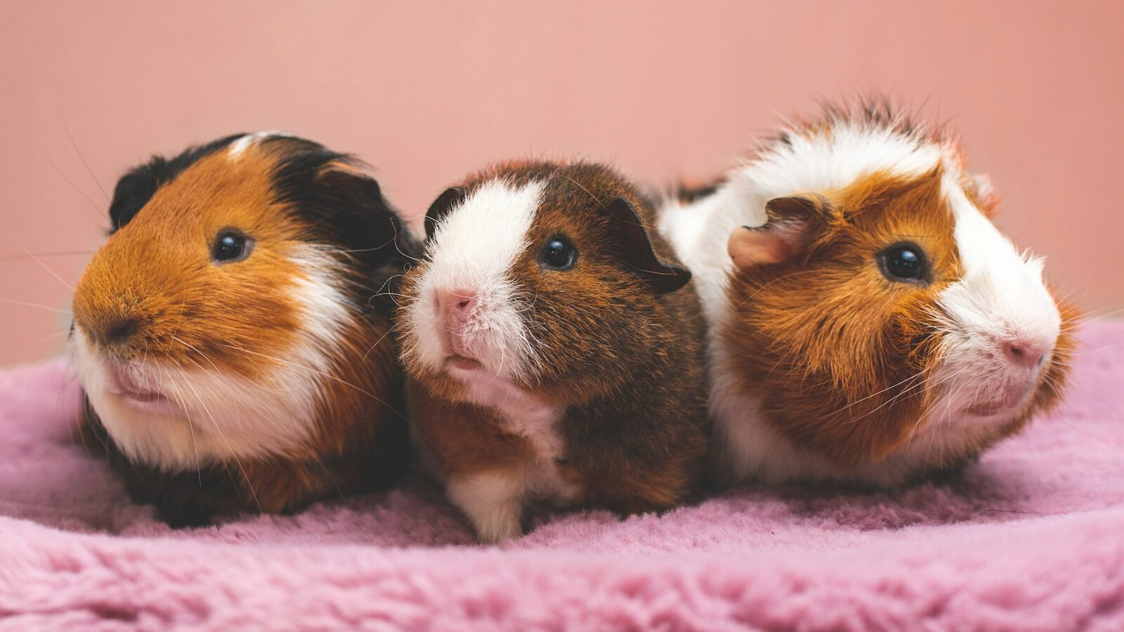 Three adorable guinea pigs with different color combinations sitting on a soft pink blanket.