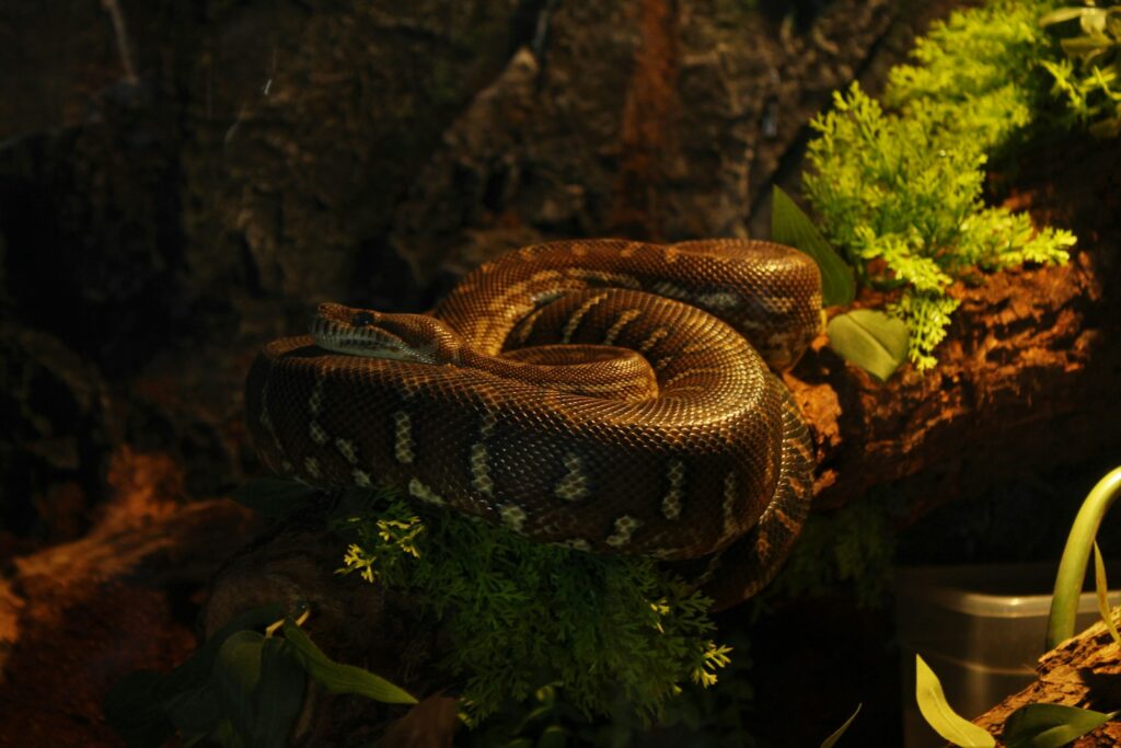 Understanding Territorial Displays