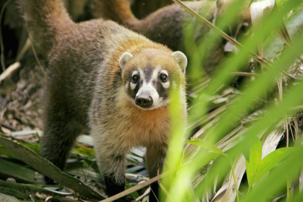 brown and white animal on green grass during daytime